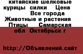 китайские шелковые курицы (силки) › Цена ­ 2 500 - Все города Животные и растения » Птицы   . Самарская обл.,Октябрьск г.